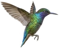 a humming flying in the air with its wings spread.jpg